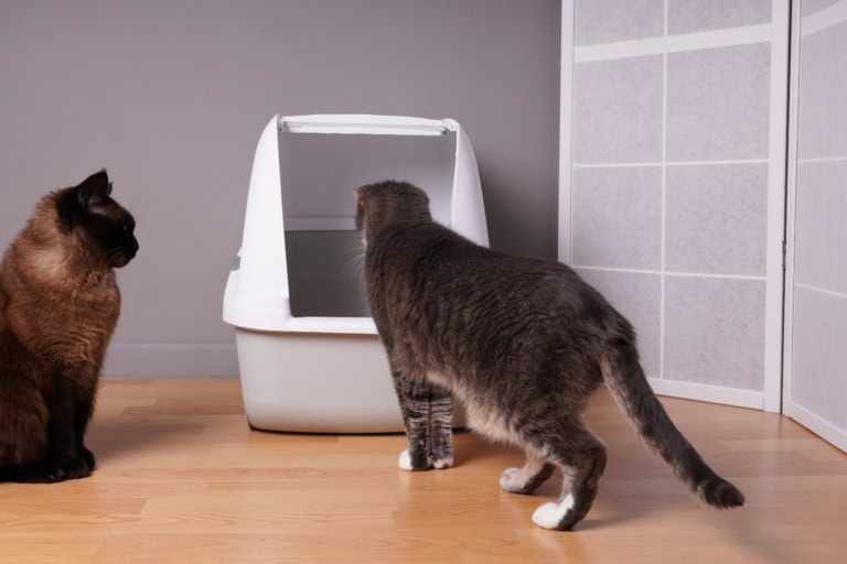 Mehr über den Artikel erfahren „Klo-Mobbing“ bei Katzen: was wirklich dahintersteckt, und wie du es löst