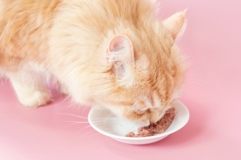 Mehr über den Artikel erfahren Futterbeschäftigung mit Nassfutter: 4 Ideen für dich