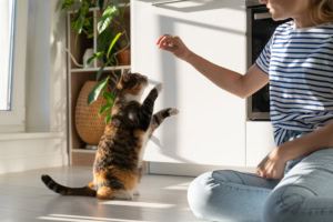 Katzentraining im Mehrkatzenhaushalt