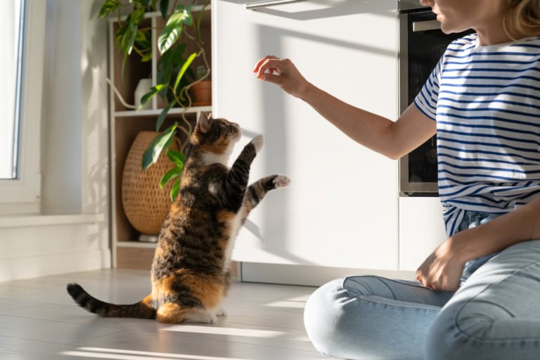 Mehr über den Artikel erfahren Katzentraining im Mehrkatzenhaushalt: Wie Training Stress und Konflikte zwischen Katzen nachhaltig reduziert