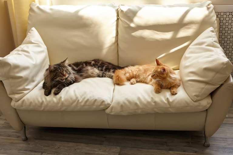 Mehr über den Artikel erfahren Warum streiten meine Katzen manchmal – und manchmal nicht?