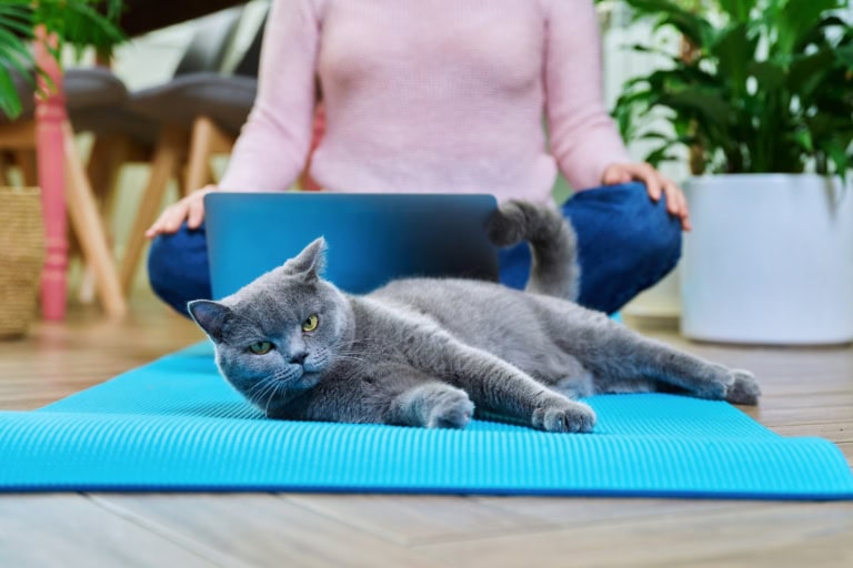 Mehr über den Artikel erfahren Erst du, dann deine Katze: Warum Selbstfürsorge Katzenliebe ist