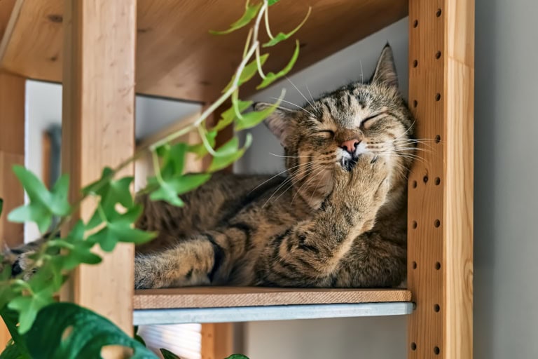 Mehr über den Artikel erfahren Wohnung aus Katzensicht: Warum deine schöne Wohnung Stress auslösen kann