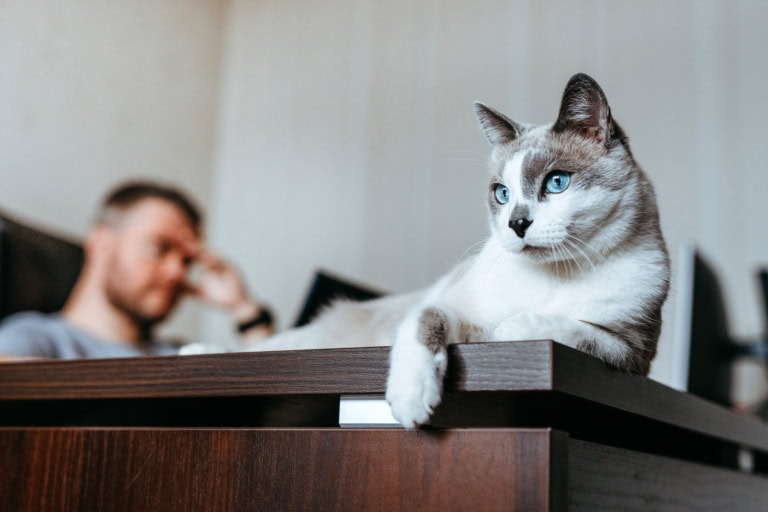 Mehr über den Artikel erfahren Keine Kraft mehr für deine Katze nach der Arbeit? Vielleicht liegt es am Job.