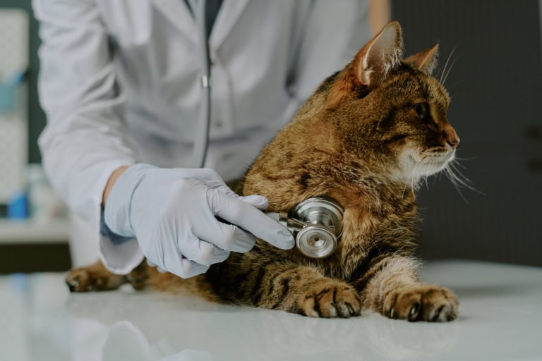 Mehr über den Artikel erfahren Stressfreie Tierarztbesuche mit Katzen: Im Gespräch mit Dr. Denise Riggers