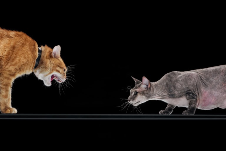 Mehr über den Artikel erfahren Umgeleitete Aggression bei Katzen: das steckt dahinter