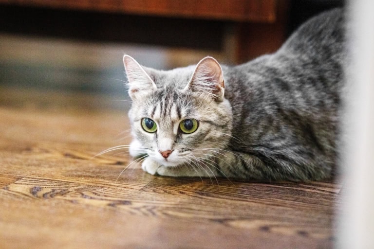 Mehr über den Artikel erfahren Katze greift Zweitkatze an: 4 Wege, wie sie eine Alternative lernt