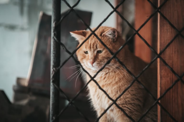 Mehr über den Artikel erfahren Konfrontationstherapie bei Katzen-Vergesellschaftungen: Wann sie hilft und wann sie die Angst verstärkt