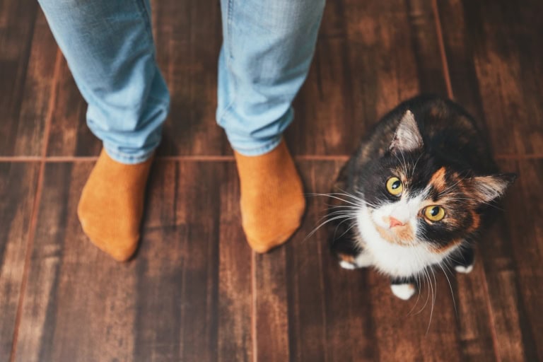 Mehr über den Artikel erfahren Katze fordert ständig Aufmerksamkeit: Das steckt dahinter
