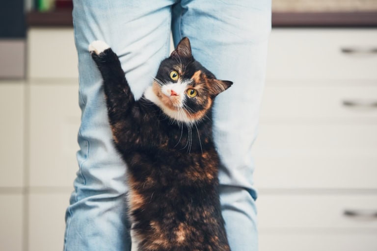 Mehr über den Artikel erfahren Katze ignorieren? Warum das keine gute Idee ist