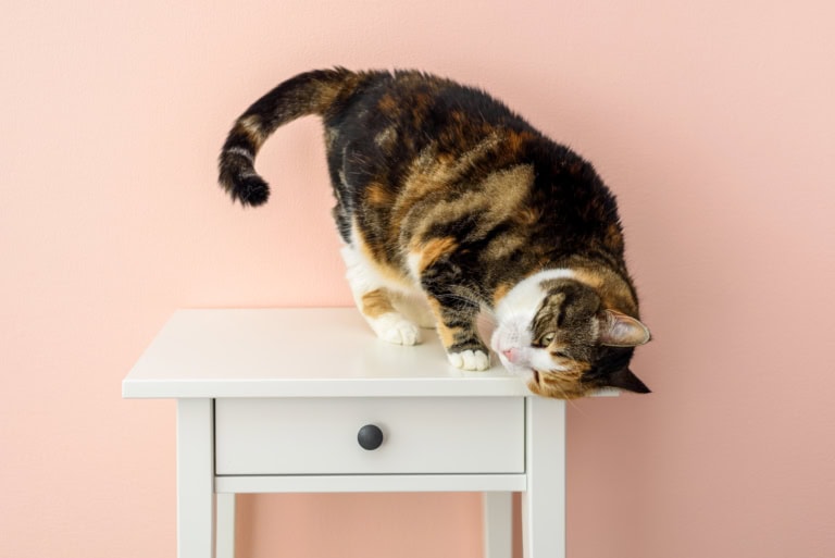 Mehr über den Artikel erfahren Diese 5 Fähigkeiten brauchen Katzen im Mehrkatzenhaushalt