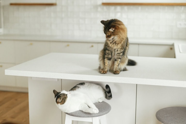 Mehr über den Artikel erfahren Katzen streiten vor dem Füttern: So wird das Warten entspannter