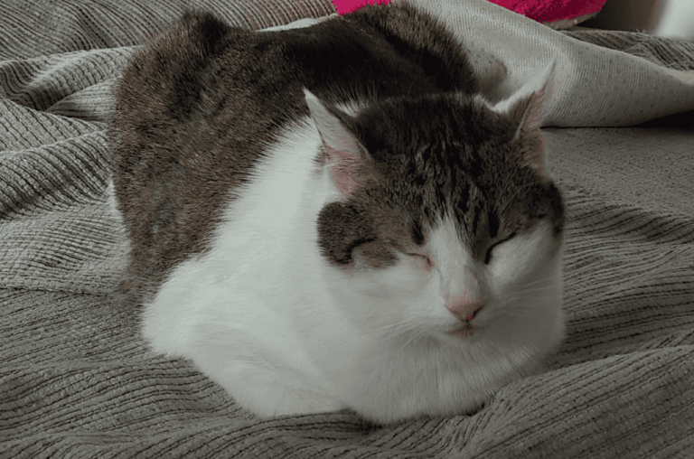 Mehr über den Artikel erfahren Schmerzen bei Katzen erkennen: 5 Warnzeichen
