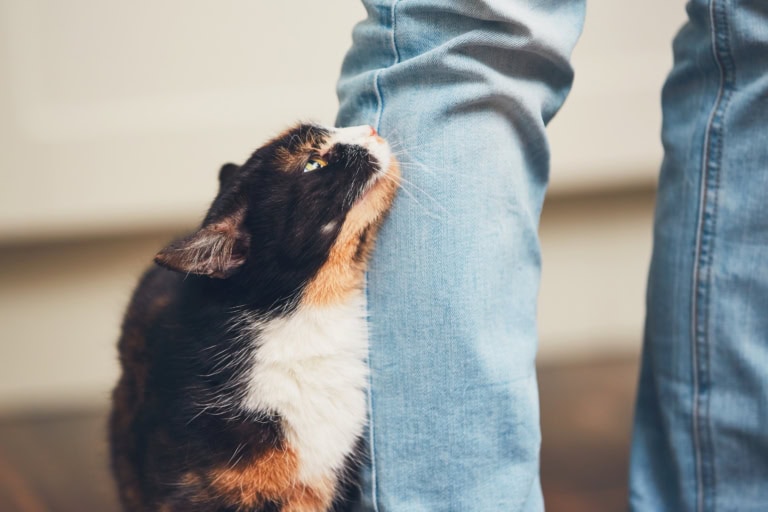 Mehr über den Artikel erfahren Katzen streiten beim Heimkommen: 5 Schritte für mehr Ruhe