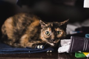 Katzen streiten wird es von selbst besser