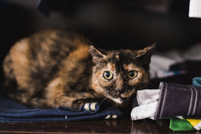 Mehr über den Artikel erfahren Katzen streiten: Wird es von selbst besser?
