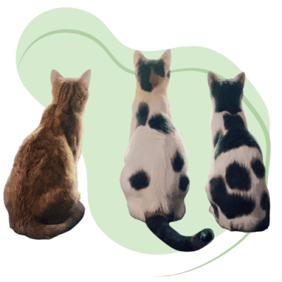Drei Katzen zusammen