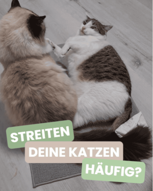 IG Katzenstreit