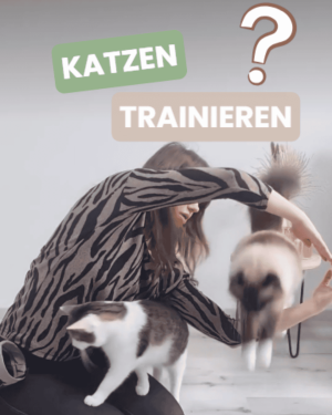 IG Katzentraining