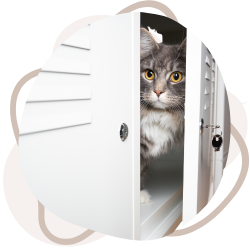 Katze Versteck Katze Versteck