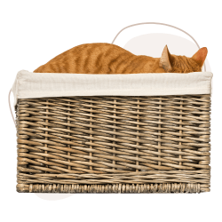 Katze versteckt sich