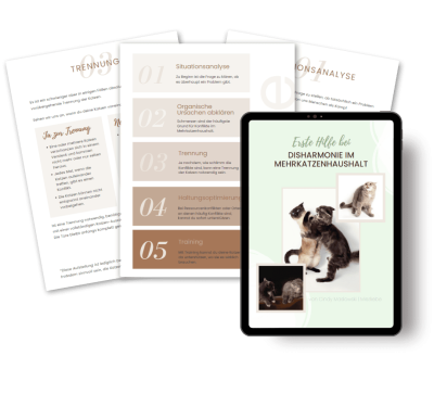 Vorschau Katzen streiten sich was tun