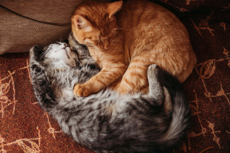 two-sleeping-kittens-2026-01-07-01-04-04-utc